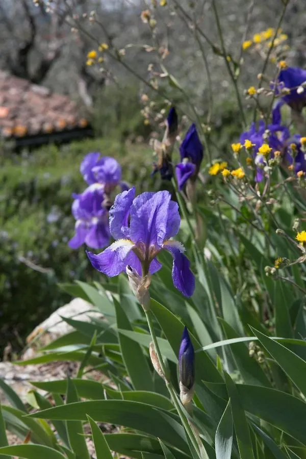 Holiday home Settignano Tuscany Homes